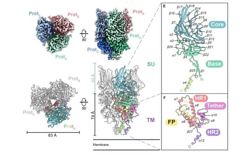 Look for the main viral protein for the first time, it can improve the diagnosis...
