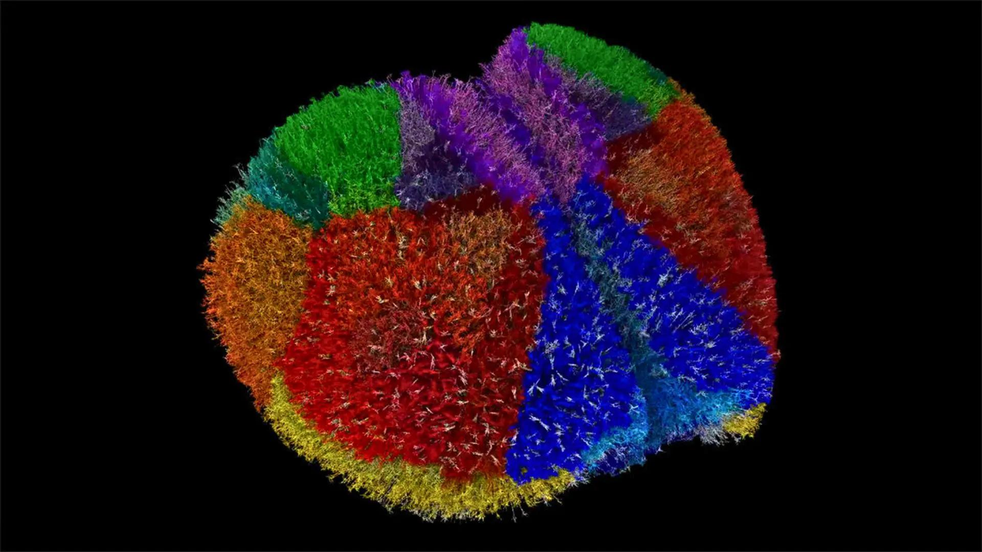 Fugaku supercomputer creates largest simulation of mouse brain: 10 million neuro...