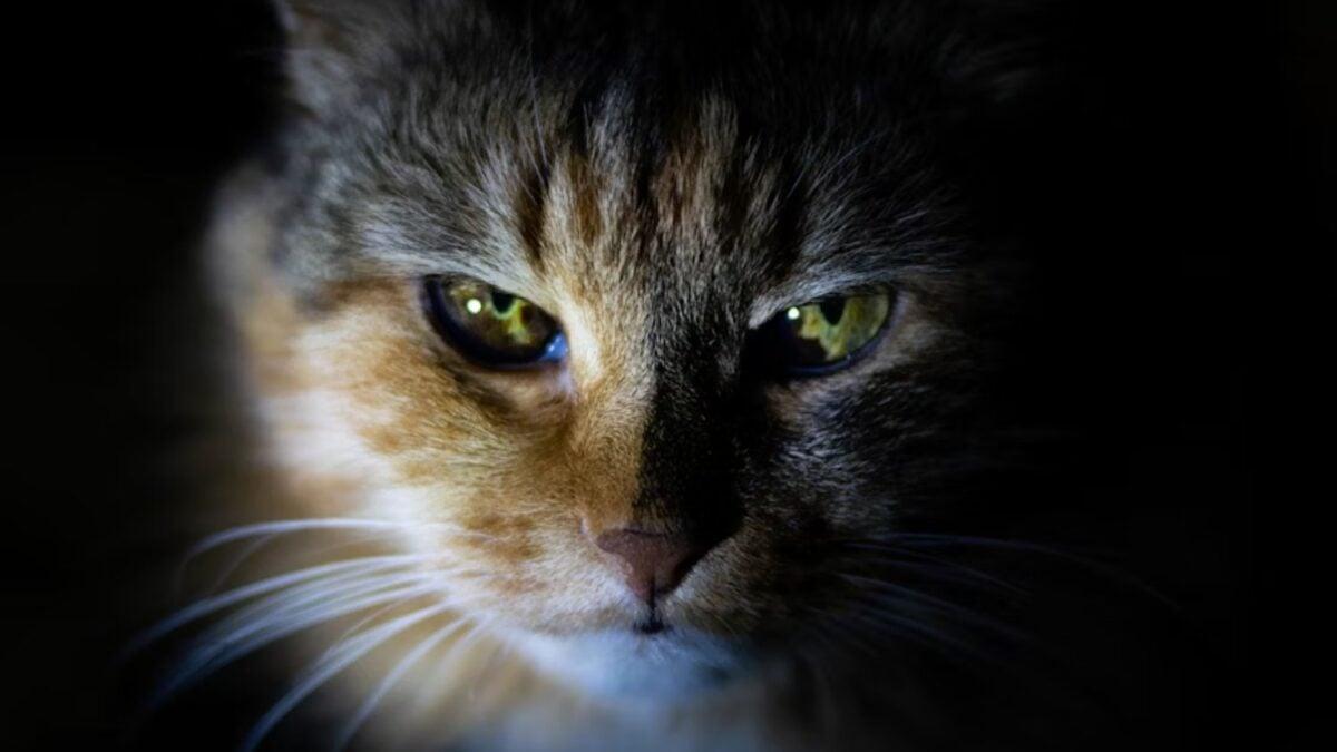 Cuando los delincuentes revelan secretos: conexión inesperada entre el gato y la muerte predetermina...